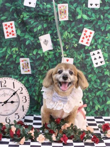 20250405チョビ助くん